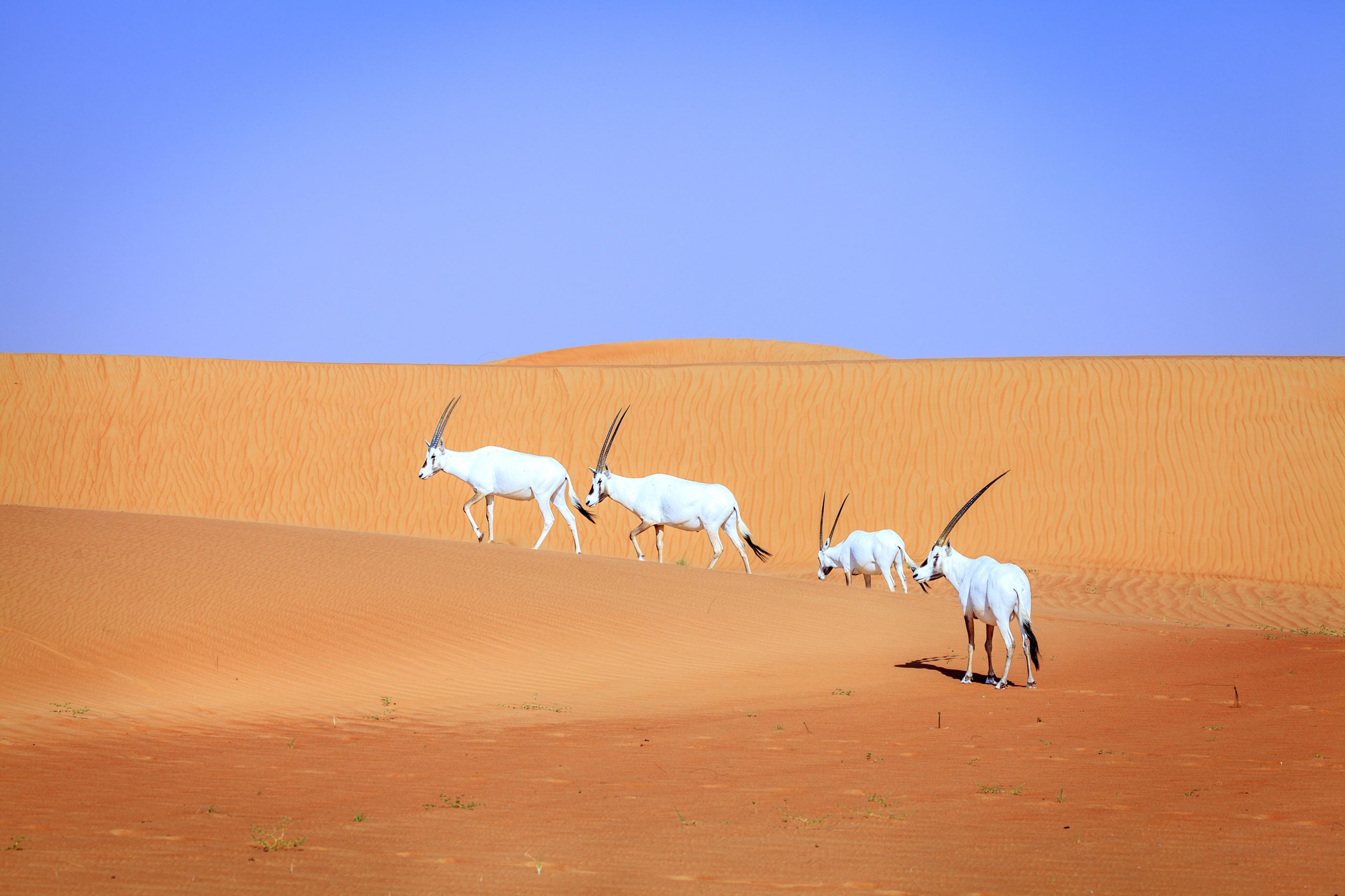 The General Secretariat for the Conservation of the Arabian Oryx (GSCAO) organized a virtual webinar on Education and outreach programmes in the United Arab Emirates: Successes and future priorities.